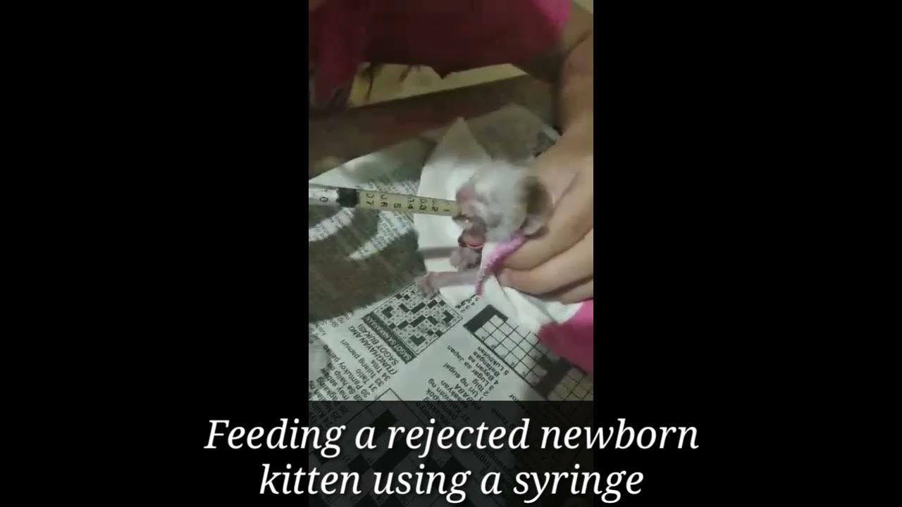 Feeding Rejected Newborn Kitten Using Syringe YouTube