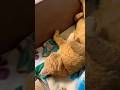 หลับจริงจัง😻 #catvideos #แมว #cat #kitty #ทาสแมว #catlife