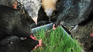 HOW TO MAKE CHICKEN FODDER  IN 7 DAYS - STEP BY STEP INSTRUCTIONS