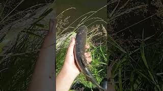 Ооочень красивый и крупный голавель грамм 500 #рыба#fishing#рыбалканафидер#fish#чусовая#голавль#big