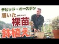 届いた裸苗をどうやって植え付ける？（イングリッシュローズ）
