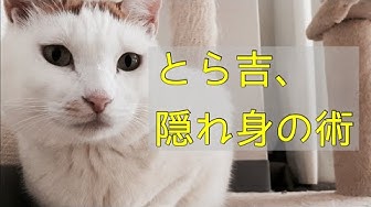 隠れ身の術 Youtube