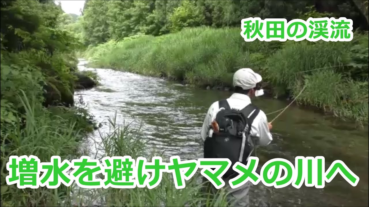 増水を避けヤマメの川に行く 秋田編 ｲﾜﾅ30cm 秋田の渓流 みちのく釣りの旅 ﾌﾗｲﾌｨｯｼﾝｸﾞ渓流釣り 4k Fly Fishing Youtube