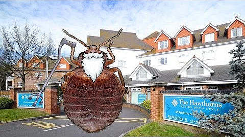 How do you know if a bat bug has bed bugs?