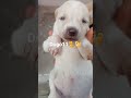 मैं तो मस्त रहता हूँ | cute puppy | new funny puppy|🐕 | दिन भर खाना सुसु करना सो जाना #pets viral .