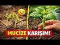 ARTIK SADECE SU VERMEYE SON! Bu kuruşluk karışım sayesinde fideleriniz ağaç gövdesi gibi sapasağlam