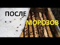 Февраль - утеплять? Зимовка отводков кардована.