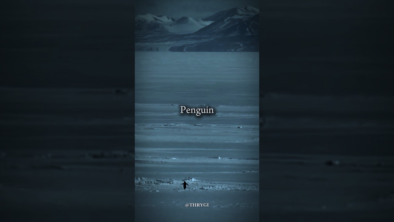 THE PENGUIN That Motivated An Entire Generation 