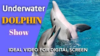 Digital Screen view of Underwater Dolphin with background soft music🐬 Amezing Dolphin compilation🐬 screenshot 3