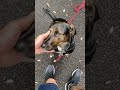 呼び戻しのトレーニングをする猟犬のニカ。#猟犬 #躾 #コンテナハウス #田舎暮らし #山暮らし