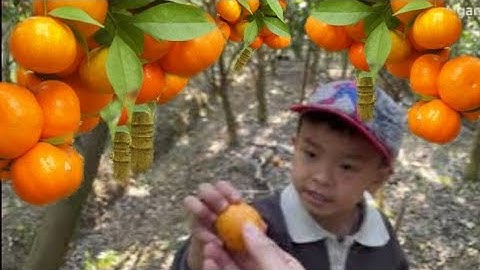 VƯỜN CAM LỤC NGẠN CỦA CẬU ĂN NGỌT SẶC LUỘN I NÚI ĐỒI LỤC NGẠN