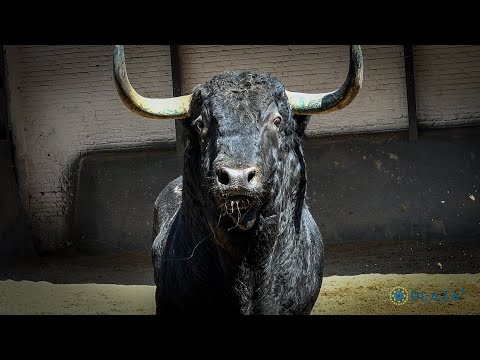 SORTEO |. Corrida de rejones, Fermín Bohórquez