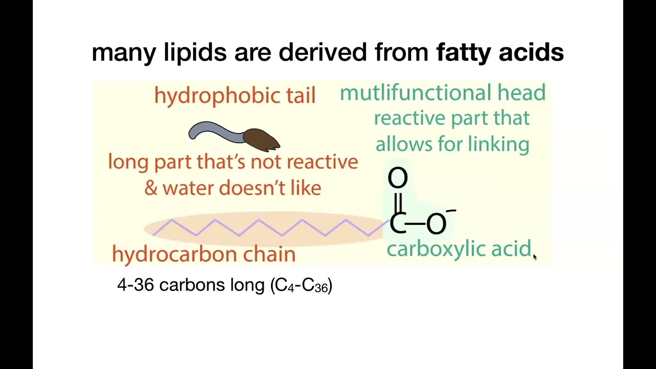 Lipids and membrane biochemistry
