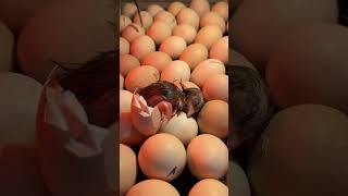 Found a chick hatched at day 19