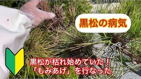 松のもみあげ Youtube