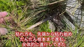 松のもみあげ Youtube