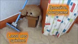 Укрытие Разговорный немецкий без учебника с переводом Бесплатная онлайн программа для начинающих Укрытие Разговорный немецкий без учебника с переводом Бесплатная онлайн программа для начинающих