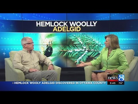 Video: Woolly Adelgid Control - Preprečevanje poškodbe Hemlock Woolly Adelgid v pokrajinah