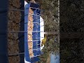 الحسون عن قرب بجمال مذهل 🐦🔥 | Beautiful Goldfinch Close Up #short