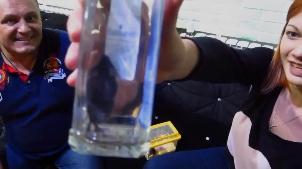 Сергей Листопад - фокус мышь в бутылке, с 3-х ракурсов - YouTube