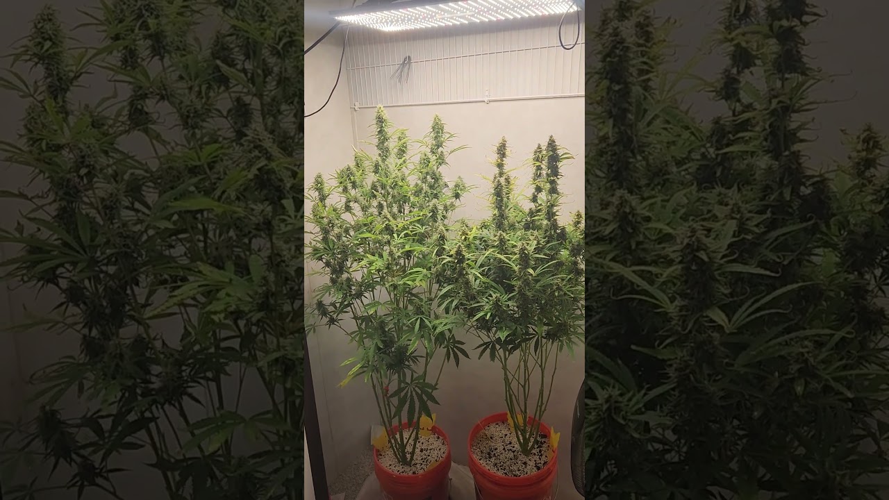 11 week old blackberry moonrocks auto from blimburn