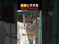 猛獣に子犬を見せてみたら