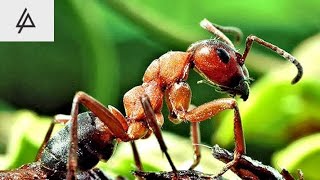 كيف يستعبد النمل بعضه ?؟! How do ants enslave each other ?!