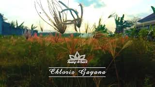 ALANG ALANG | Cinematic Video screenshot 5