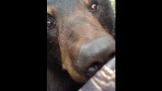 Bear & Man... Face to Face!  {ORIGINAL VIDEO}