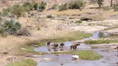 Linh cẩu bạo gan cướp mồi của sư tử cái, nào ngờ nhận kết cục thảm