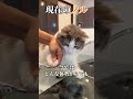 爪切りが嫌すぎる猫と平気な猫の違い#short