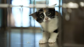 Help the San Angelo Animal Shelter
