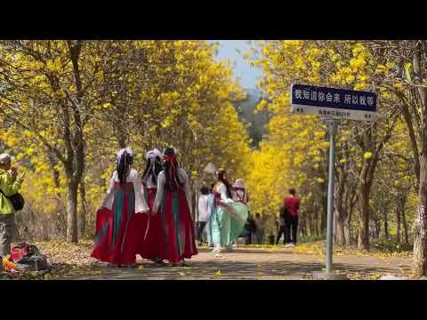 Spring has reached peak romance on Fairyland Peach Blossom Island in Cangwu