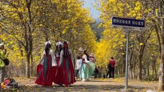 Spring Has Reached Peak Romance On Fairyland Peach Blossom Island In Cangwu