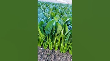 Spinach Harvest Fresh from Farm #satisfying sa#short