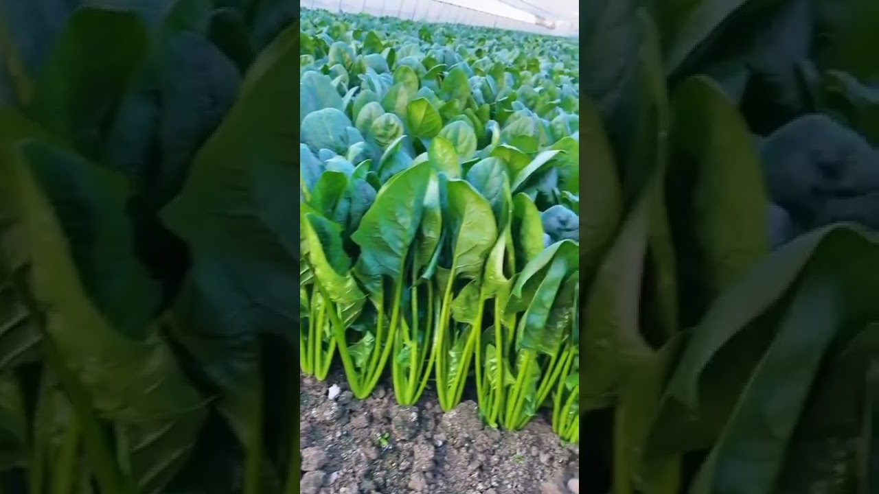 Spinach Harvest Fresh from Farm 