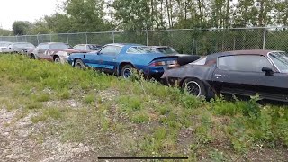 Camaro and firebird field of dreams