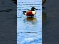 Colorful Northern Shoveler