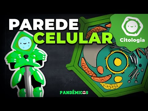 Vídeo: Como a parede celular protege uma célula?