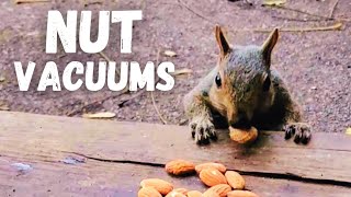 Hungry Hungry Squirrels