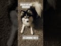 This Dude Does His Own Thing !! Lol  #pomskylife #pomsky #dogs #dogshorts