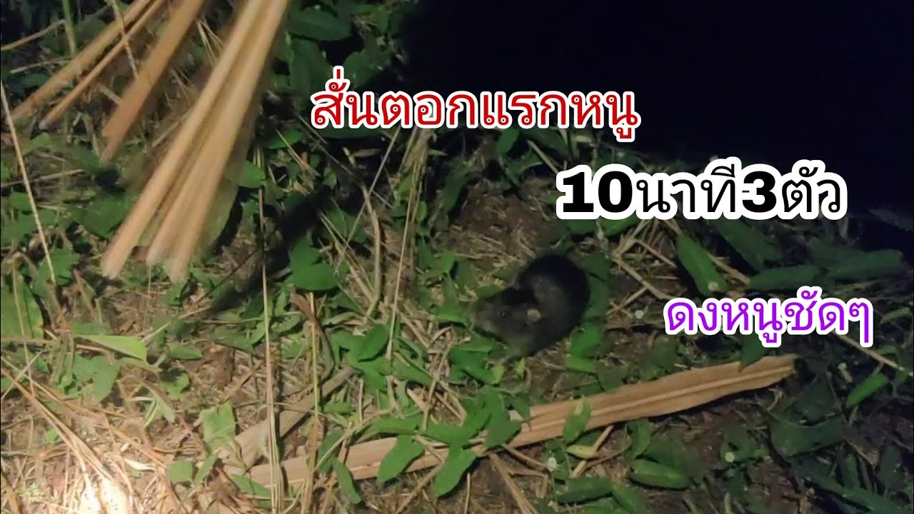 สั่นตอกเรียกหนู 10นาทีมา3ตัว ของเค้าดีจริงๆ