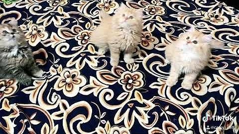 Watch the video about Doll Face Kittens For Sale | Persian Kittens | Delivery all over India