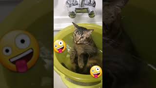 i like to bathe by I_am_ cat 164 views 10 months ago 1 minute, 16 seconds
