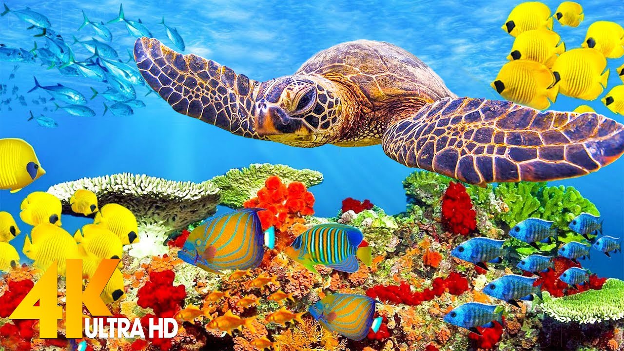 The Ocean 4K - Sea Animals for Relaxation, Beautiful Coral Reef Fish in ...