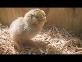 Evolutionary Links Between Birds and Dinosaurs
