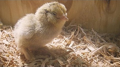 The Surprising Reason Birds First Grew Feathers