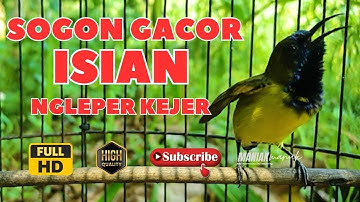 MASTERAN SOGON GACOR PENJEBOL EMOSI SOGON MACET BUNYI TUNGGU 1 MENIT PASTI SOGON RESPON ! #PART 290