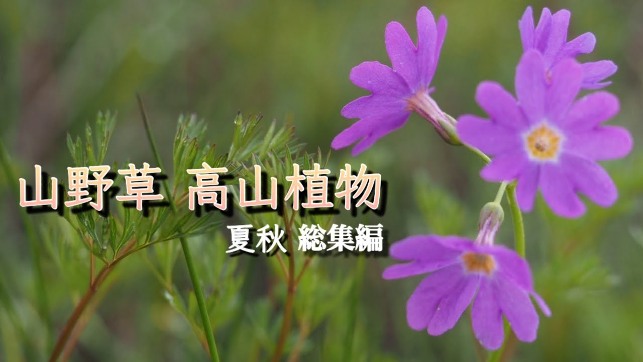 [Полевые цветы и альпийские растения] Коллекция 4: Найдите свой любимый цветок летом и осенью