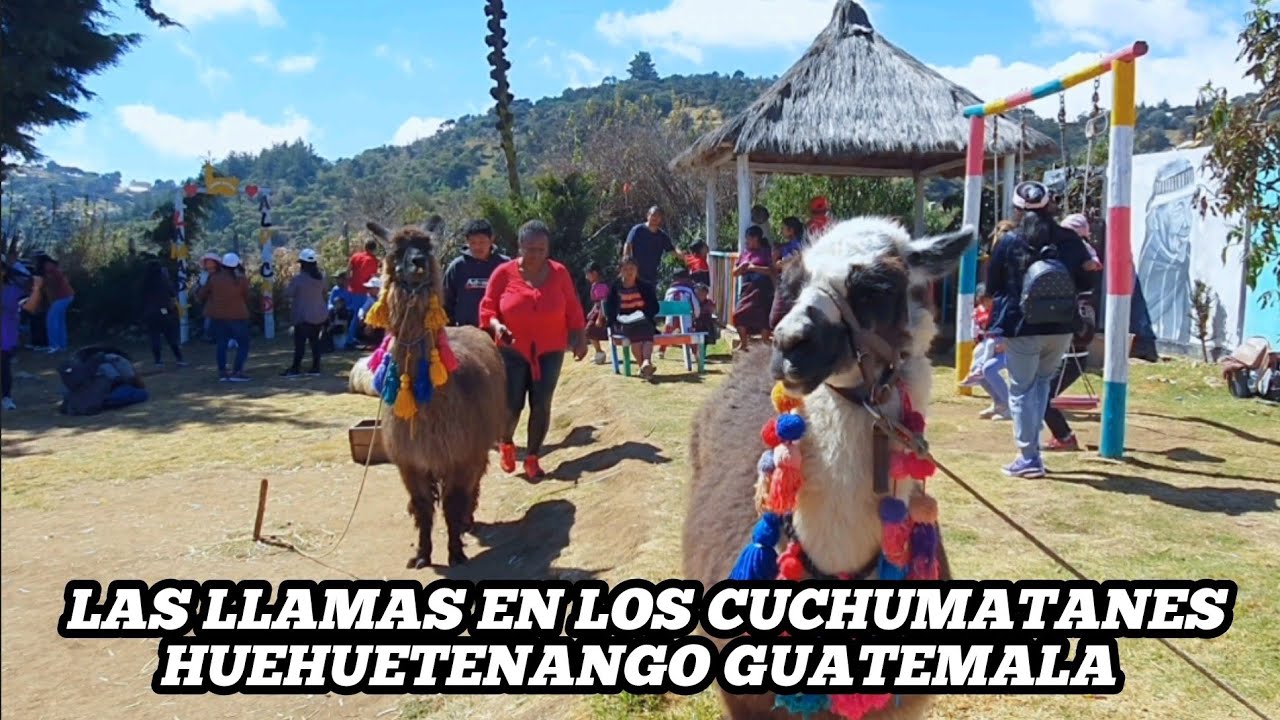 las-llama-en-la-sierra-de-los-cuchumatanes-huehuetenango-guatemala-2024